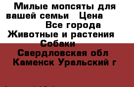 Милые мопсяты для вашей семьи › Цена ­ 20 000 - Все города Животные и растения » Собаки   . Свердловская обл.,Каменск-Уральский г.